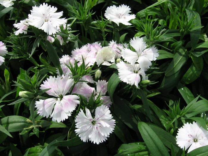 White and pink dianthus flowers with green leaves