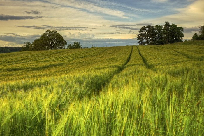 Wheat field in Sweden