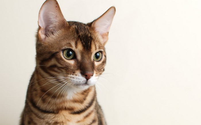 Bengal cat looking to the side