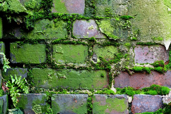 Moss-covered brick wall
