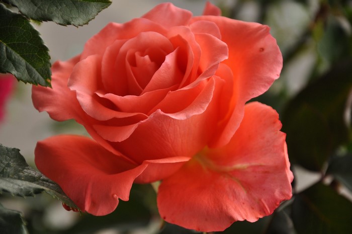 Close-up of a coral rose with green leaves