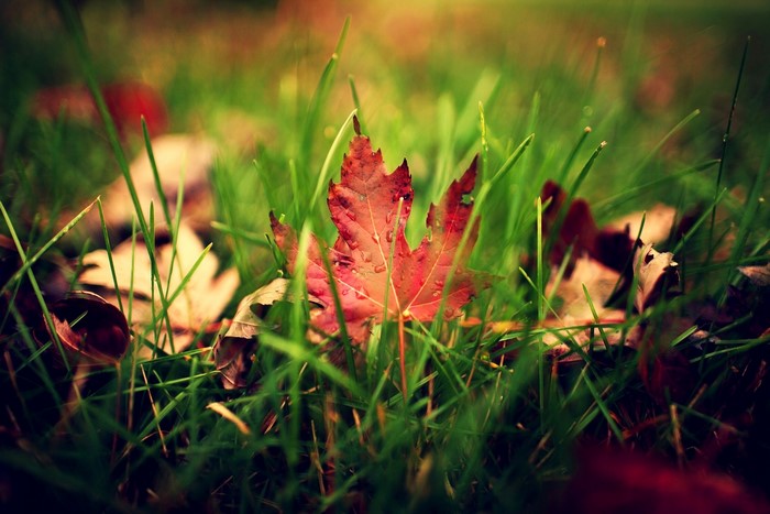 Red maple leaf on grass with water droplets