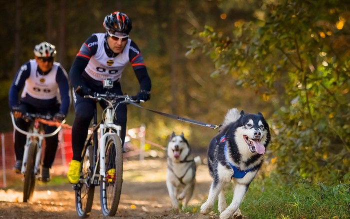 Men cycling with Alaskan Malamutes in a race