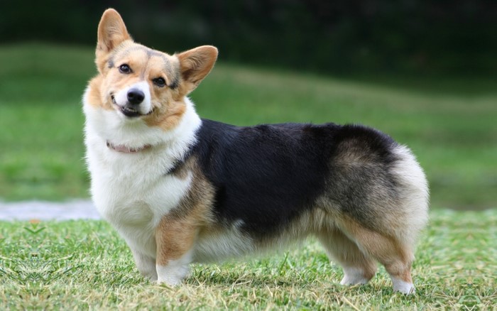 Pembroke Welsh Corgi standing on grass