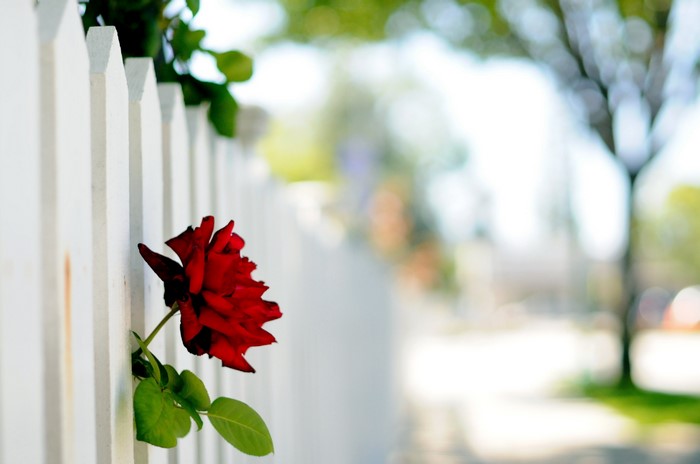 Red rose on a white picket fence