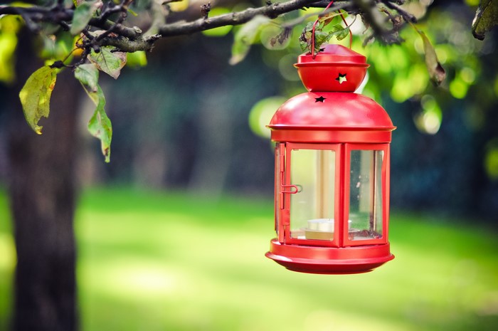 Red lantern hanging from a tree branch