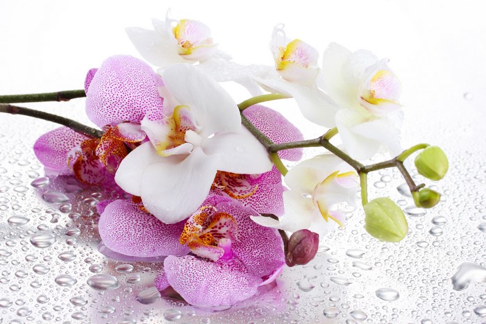 4K Close-up of Dewy Orchids