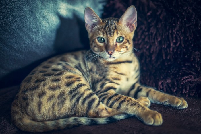 Bengal cat with green eyes lying on a couch
