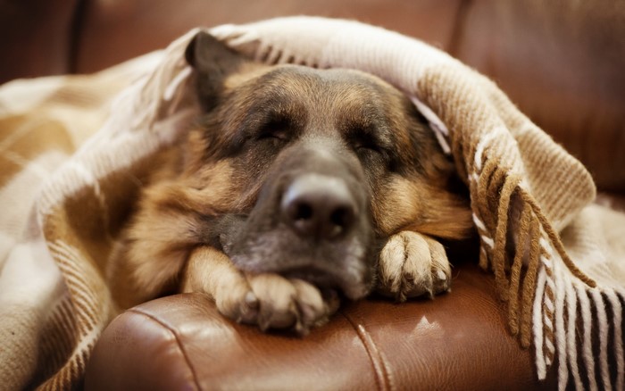 German Shepherd sleeping under a blanket