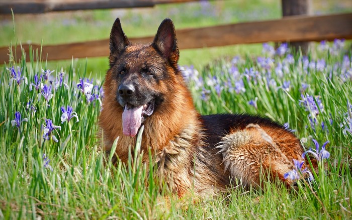 German Shepherd dog lying in grass with flowers