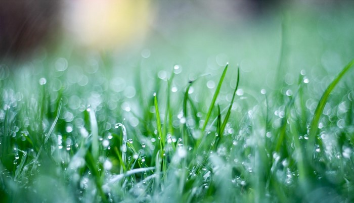 Closeup of wet grass with dew drops
