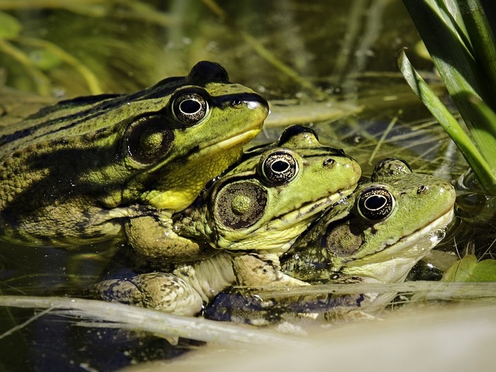 Three frogs in water
