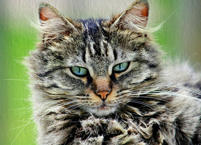 Close-up of a fluffy tabby cat with green eyes