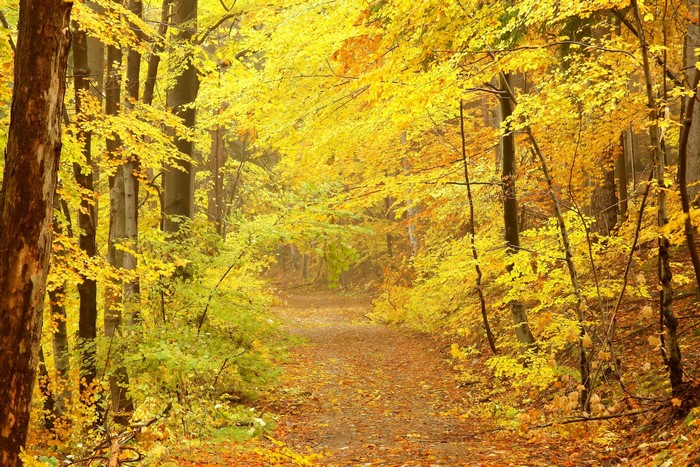 Autumn forest trail with yellow leaves