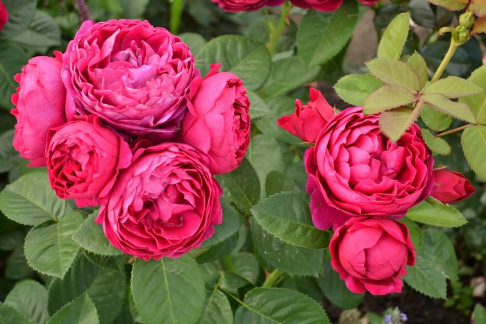 Close-up of vibrant pink roses and green foliage