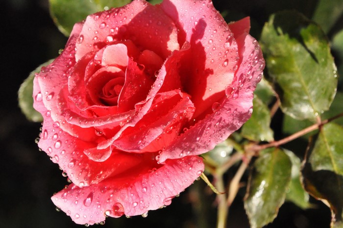 Pink rose with water drops