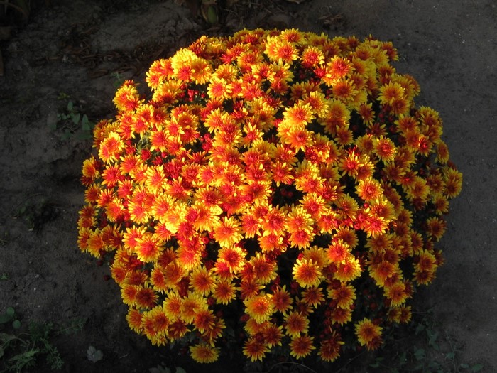 A bush of orange and yellow chrysanthemums