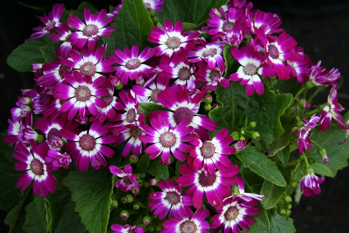 Purple and white Cineraria flowers