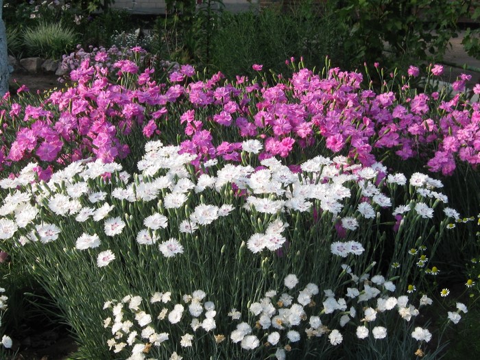 Pink and white carnations in a garden
