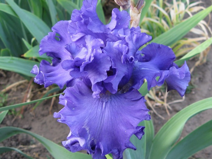 Close-up of a vibrant purple Iris flower