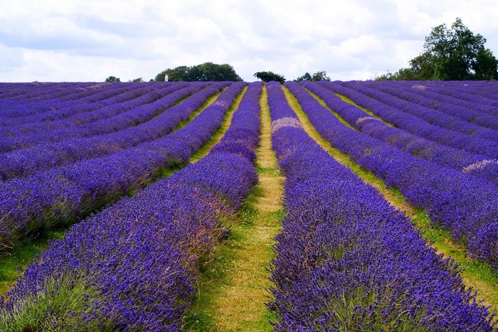 Lavender fields under a cloudy sky