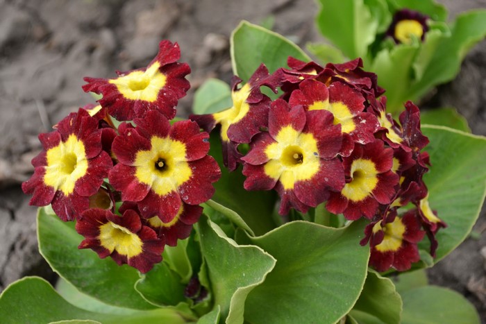 Burgundy and yellow primrose flowers blooming