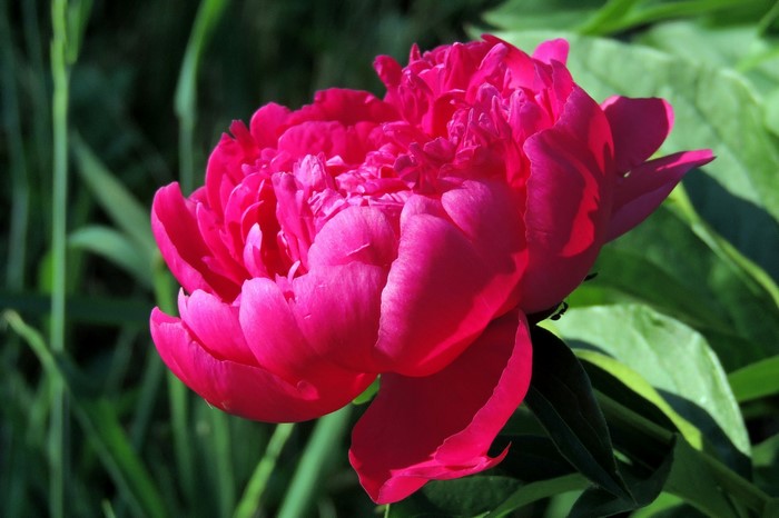 Close-up of a vibrant pink peony flower