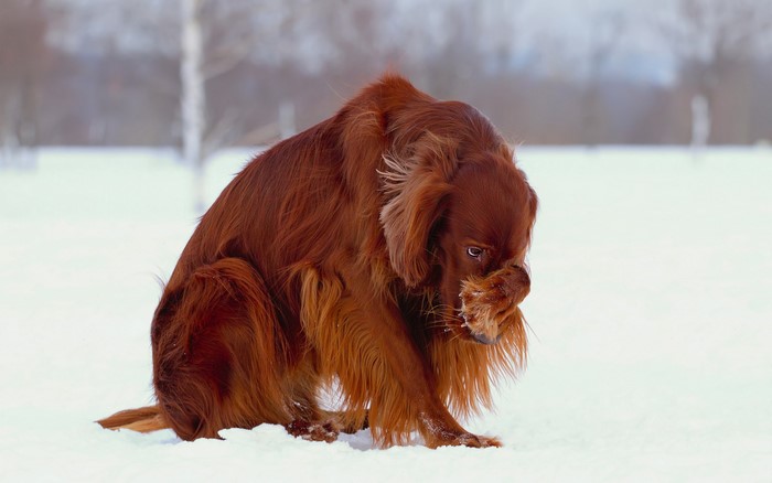 Irish Setter dog sitting in the snow
