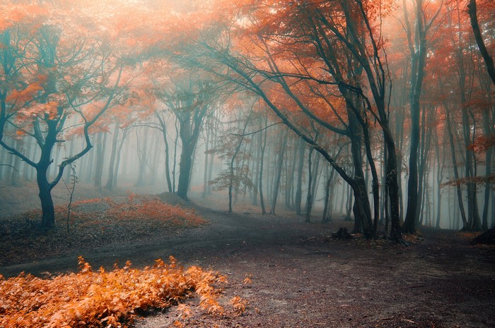 Autumn forest with fog and orange leaves