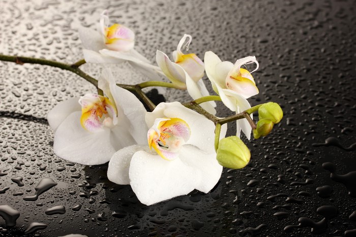 White Orchid Flowers with Water Drops