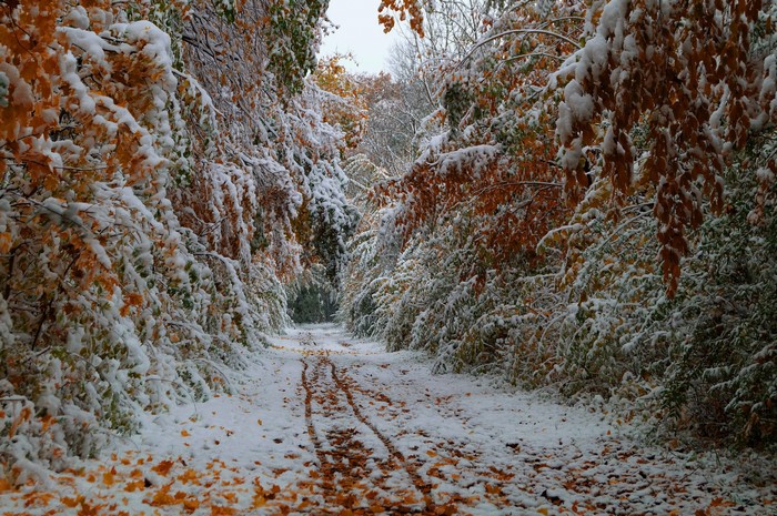 Snow-covered autumn forest trail