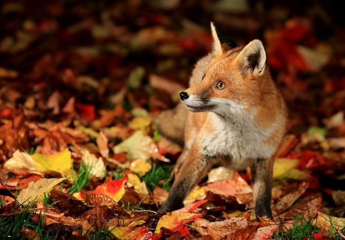 Red Fox in Autumn Foliage