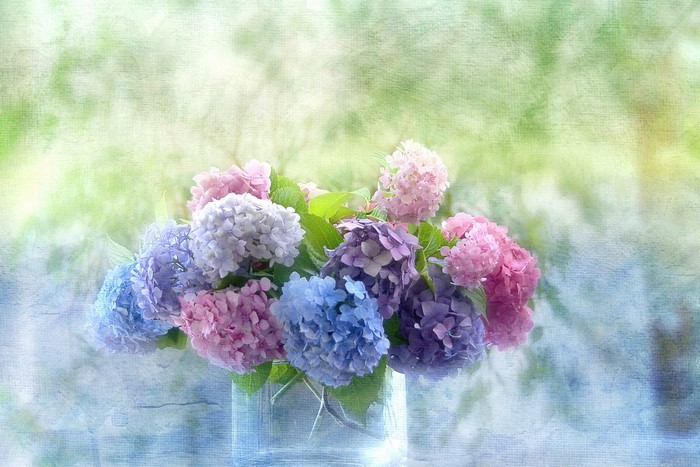 Bouquet of Hydrangeas in a Glass Vase
