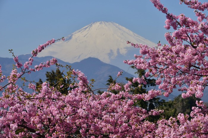 Mount Fuji with Cherry Blossoms in Bloom