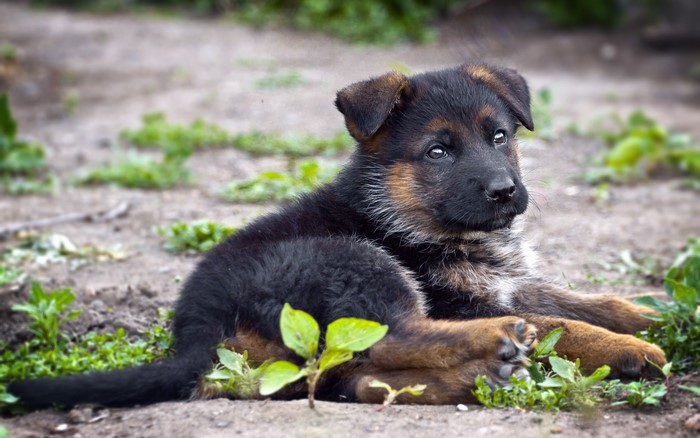 German Shepherd puppy lying on the ground