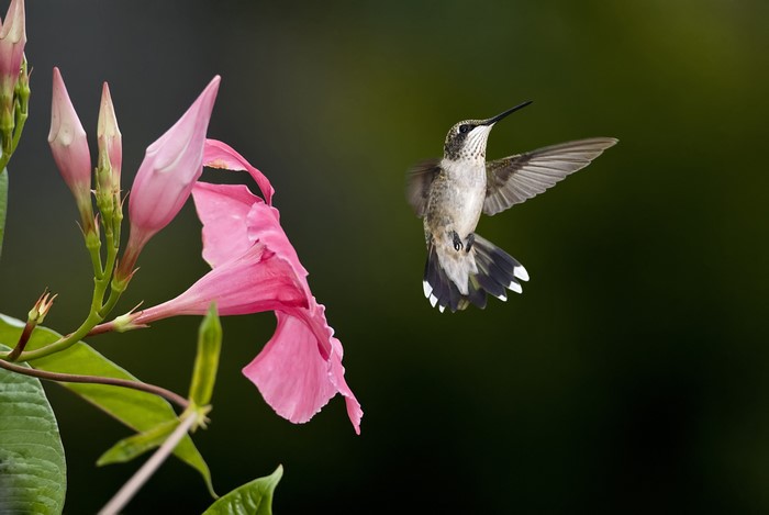 Hummingbird near pink flowers