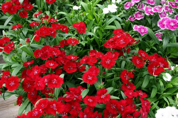 Red Carnations with Green Leaves