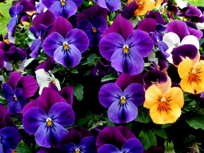A close-up of many colorful pansies