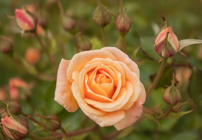 Peach rose in bloom with surrounding buds
