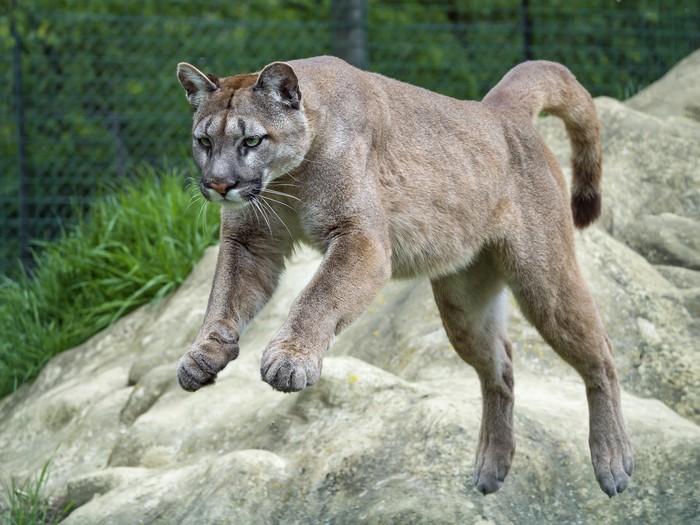 A puma jumps over rocks in a grassy enclosure