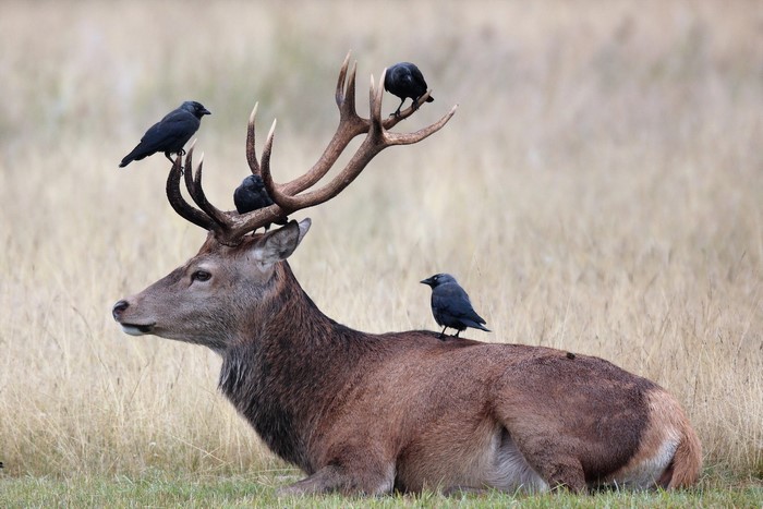 Deer with Crows on Antlers and Back