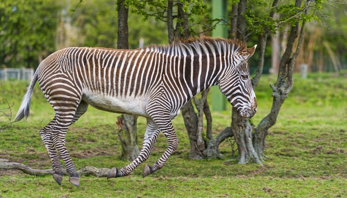 A zebra runs through a grassy field with trees