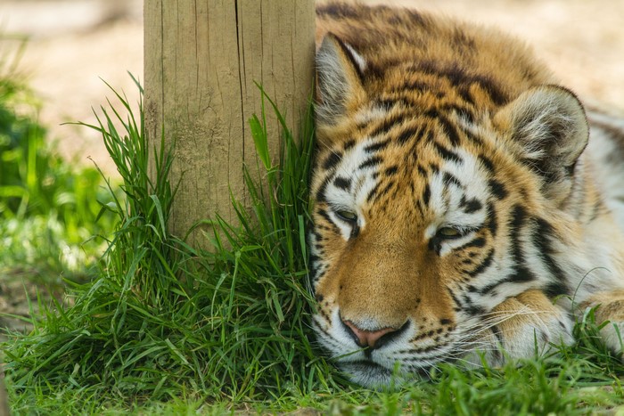 Tiger resting by a wooden post and grass