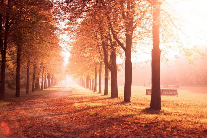 Autumn trees lining a path in a park
