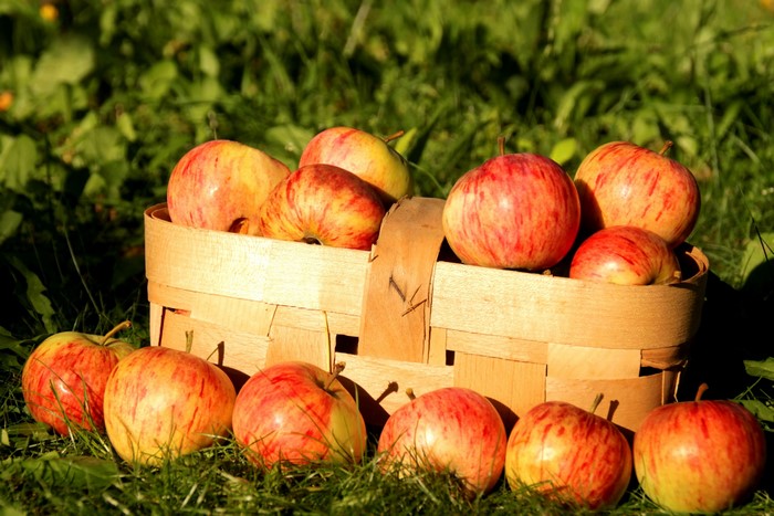 Apples in a wicker basket on grass