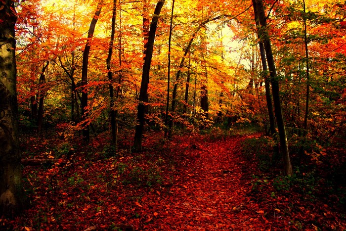 Autumn forest trail covered in fallen leaves