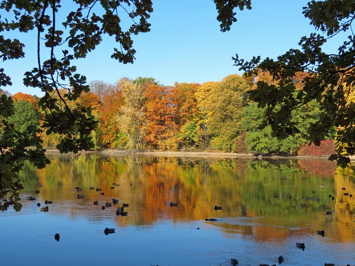 Autumn trees reflected in a lake with ducks