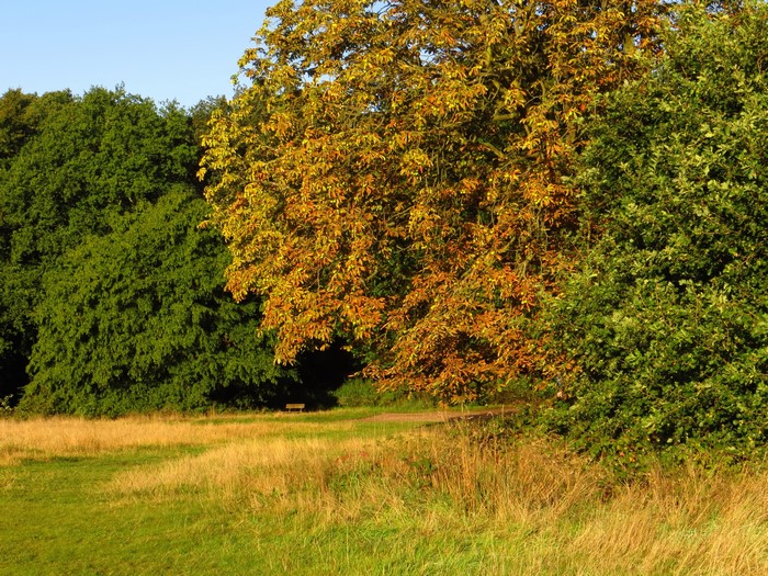 Park with trees and grass