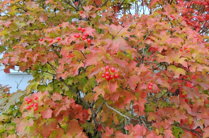 Viburnum bush with red berries and autumn foliage