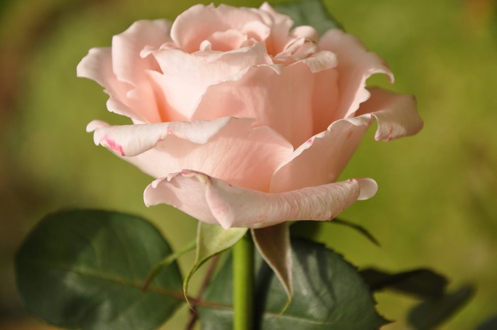 Close-up of a delicate pink rose